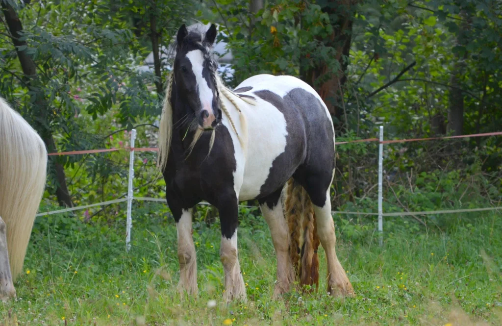 Harmony's Lady Jean